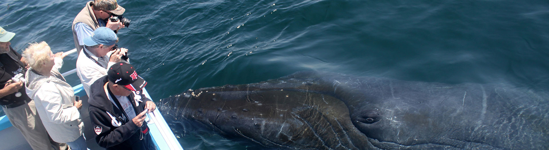 Whale Watching Brier Island